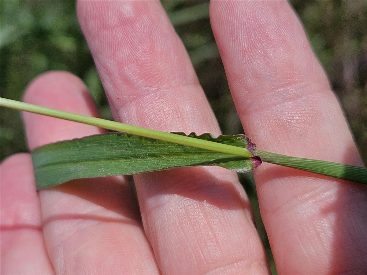 Digitaria ciliaris (door Sipke Gonggrijp)