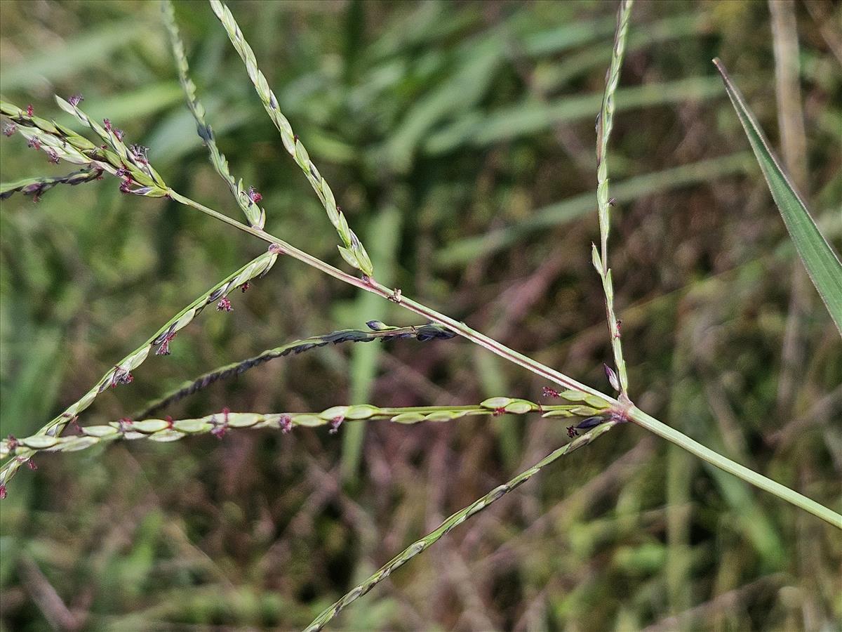 Digitaria ciliaris (door Sipke Gonggrijp)