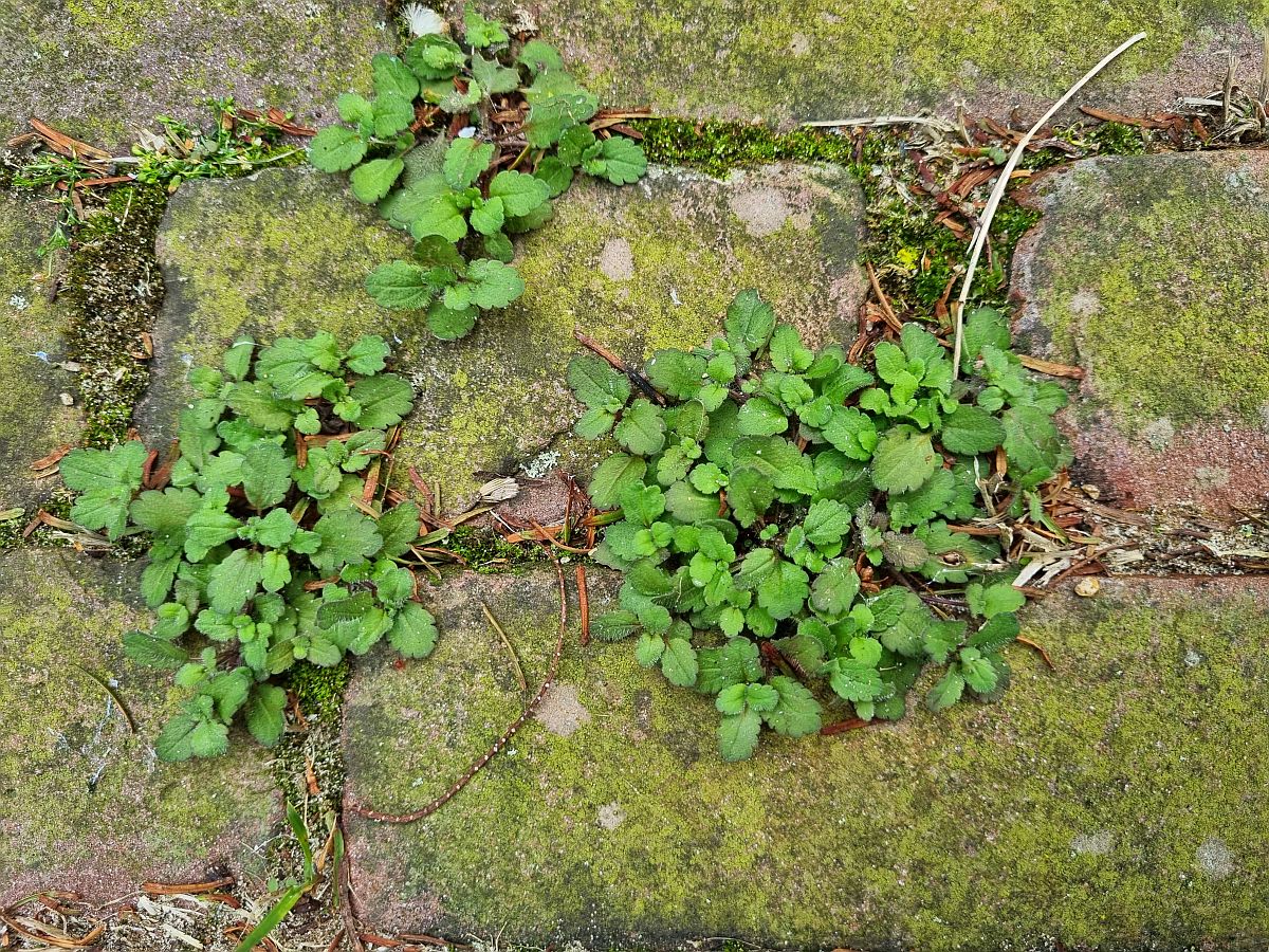 Veronica arvensis (door Hanneke Waller)