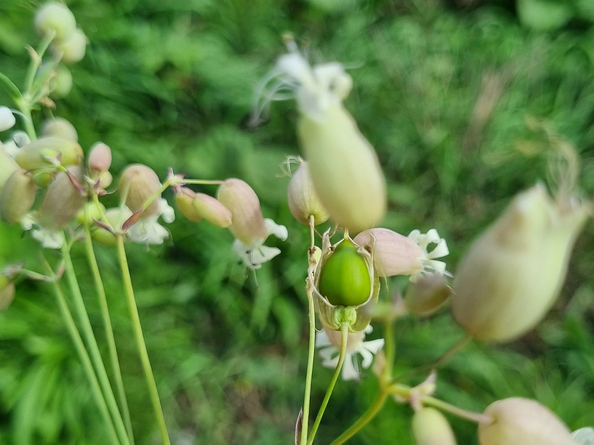 Silene vulgaris (door Hanneke Waller)