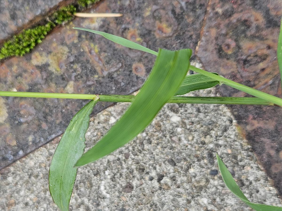 Digitaria nuda (door Sipke Gonggrijp)