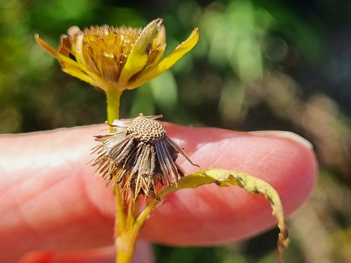 Bidens radiata (door Hanneke Waller)