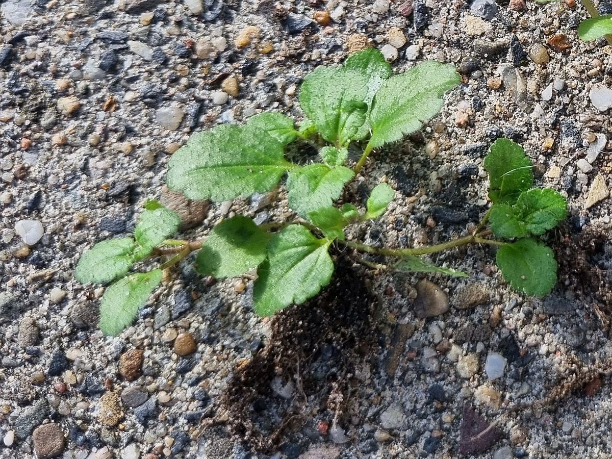 Veronica arvensis (door Hanneke Waller)