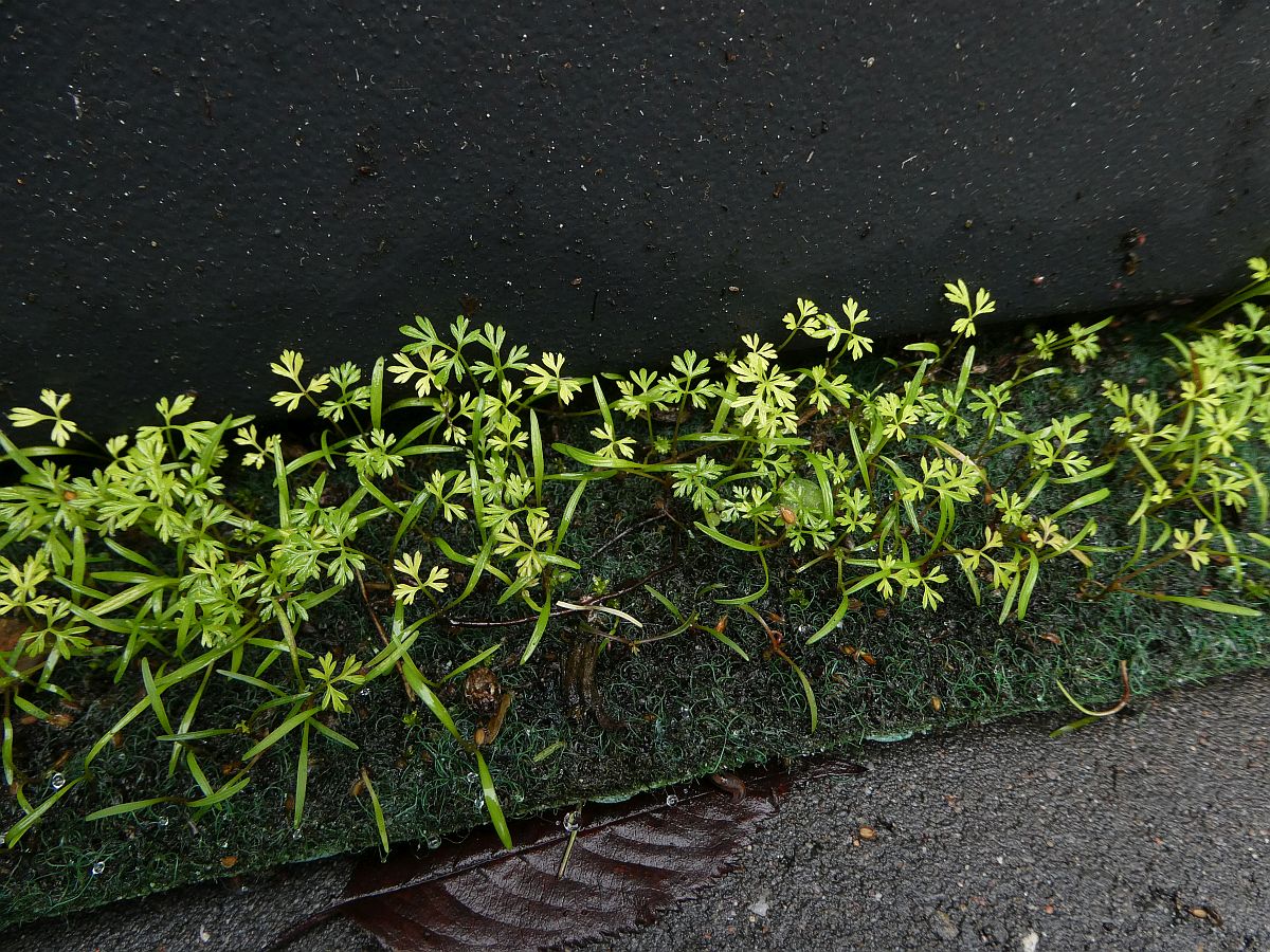 Daucus carota (door Hanneke Waller)