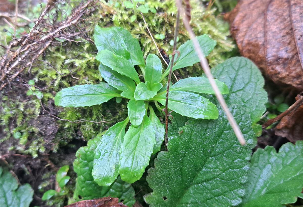 Epilobium lanceolatum (door Jaap Oosterom)