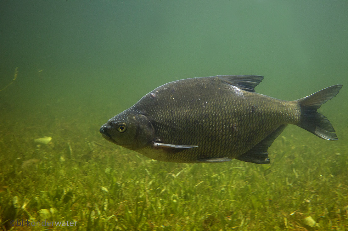 Abramis brama (door blikonderwater)