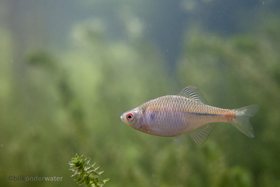 Rhodeus amarus (door blikonderwater)