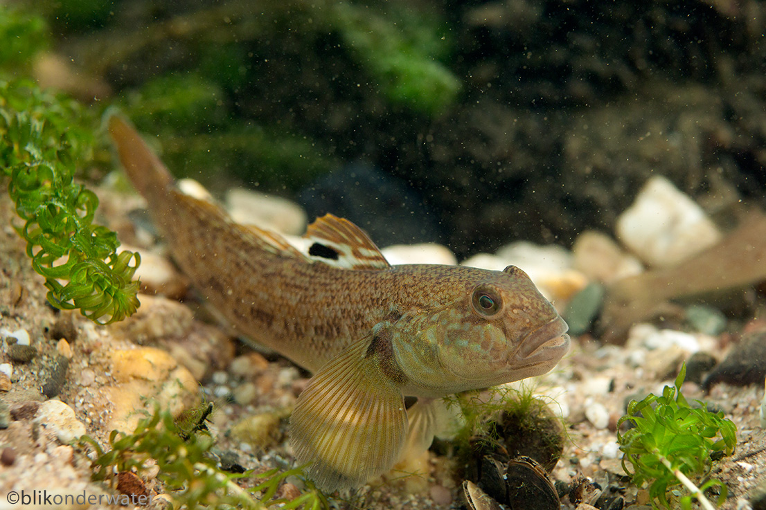 Neogobius melanostomus (door blikonderwater)