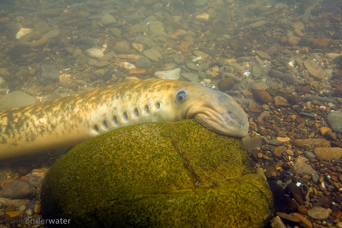 Petromyzon marinus (door blikonderwater)