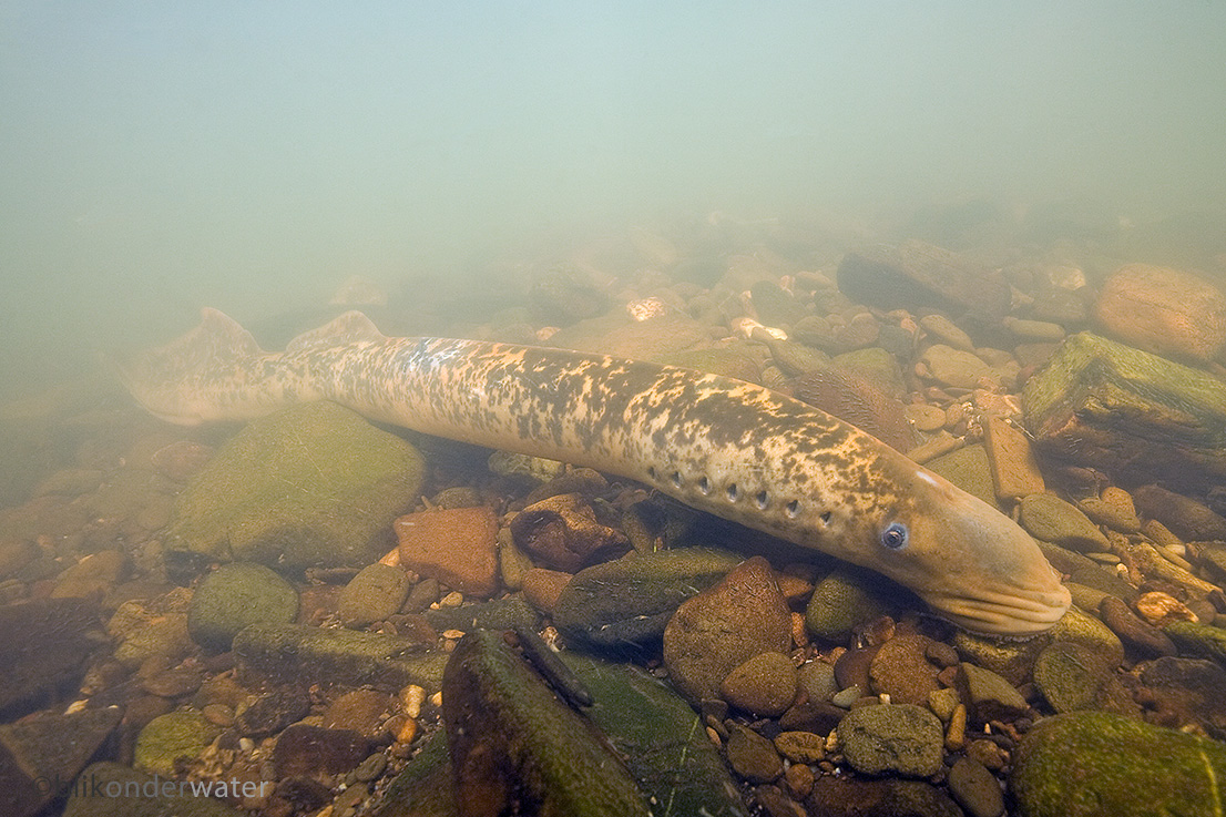 Petromyzon marinus (door blikonderwater)