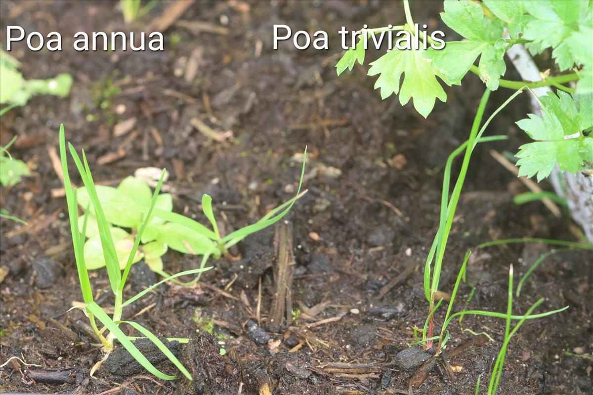 Poa trivialis (door Jaap Oosterom)