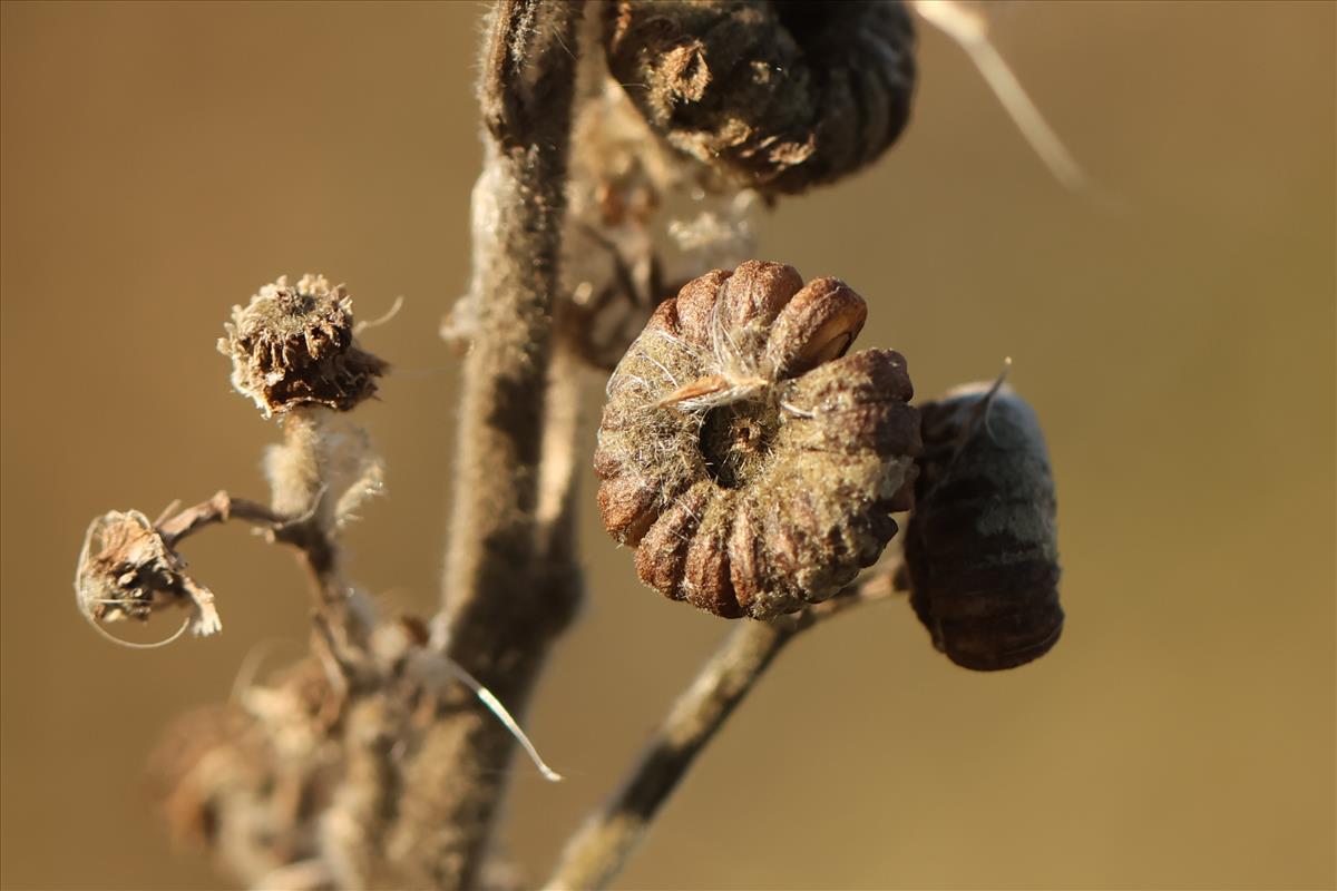 Althaea officinalis (door Jaap Oosterom)