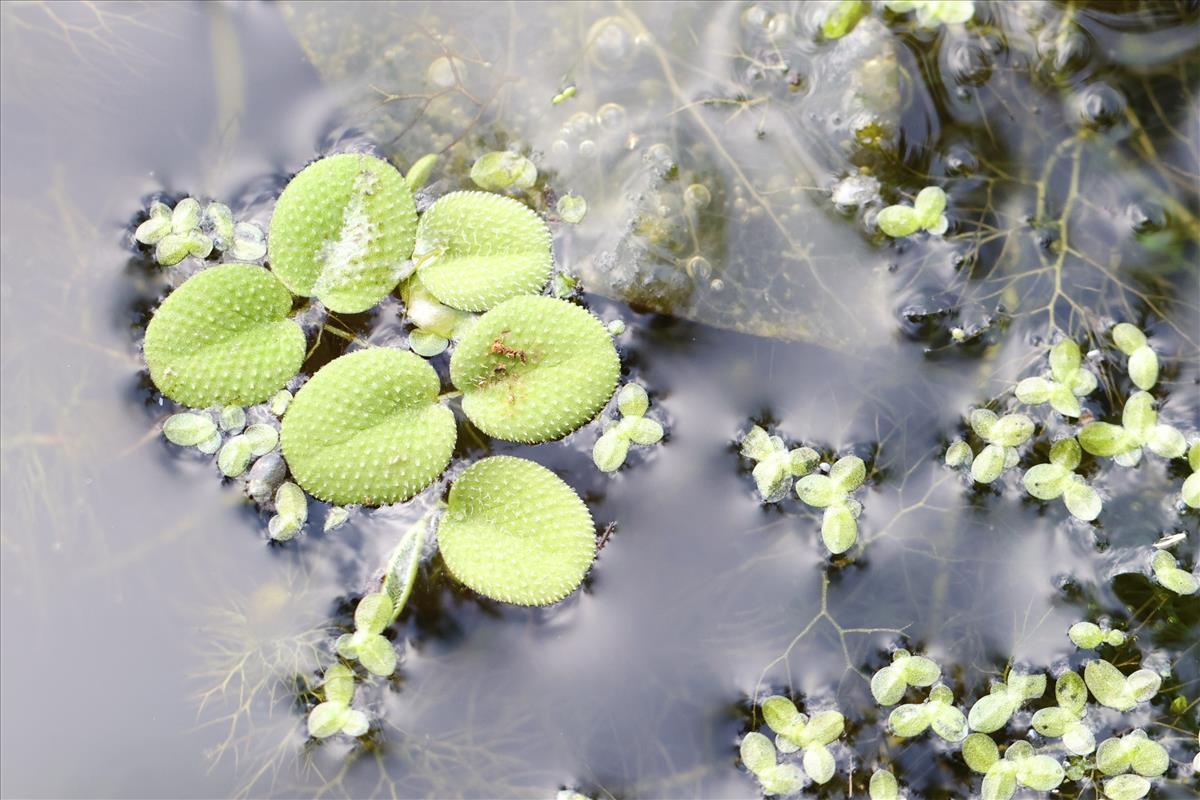 Salvinia minima (door Jaap Oosterom)