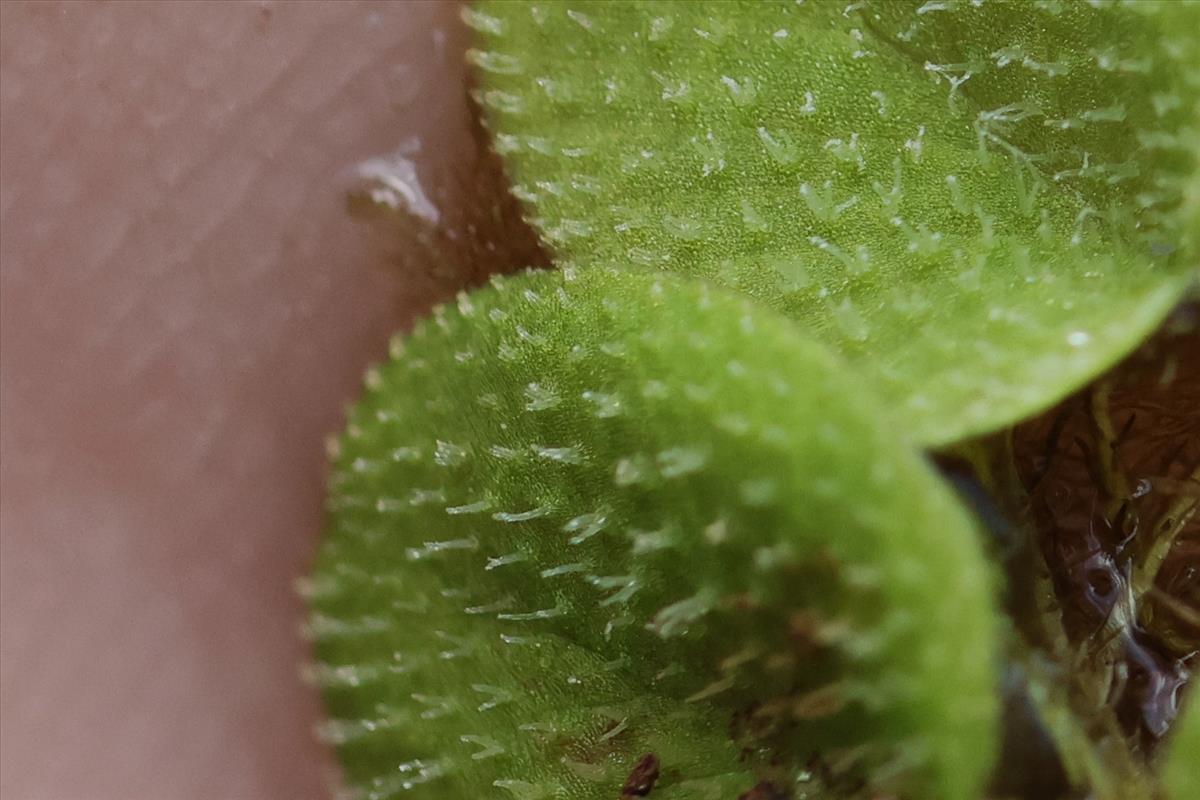 Salvinia minima (door Jaap Oosterom)