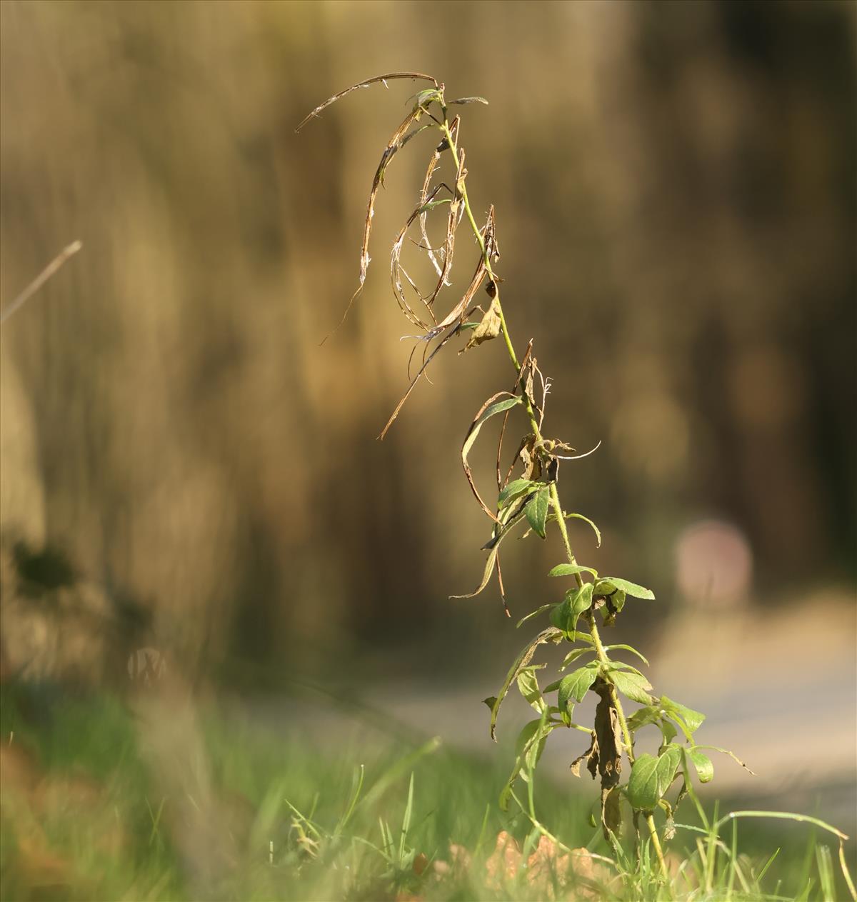 Epilobium parviflorum (door Jaap Oosterom)