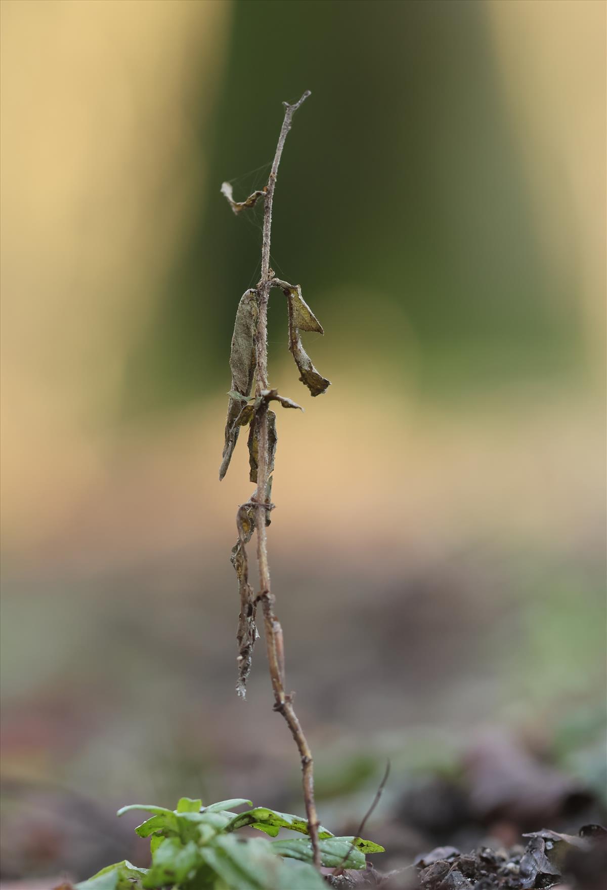 Epilobium parviflorum (door Jaap Oosterom)