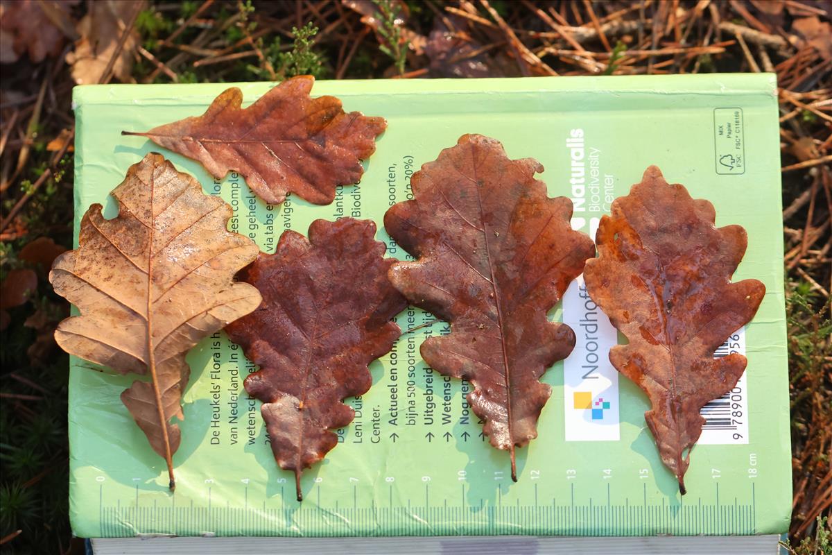 Quercus x rosacea (door Jaap Oosterom)