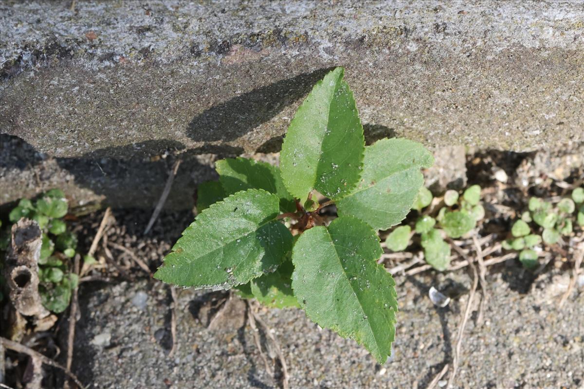 Alnus cordata (door Jaap Oosterom)