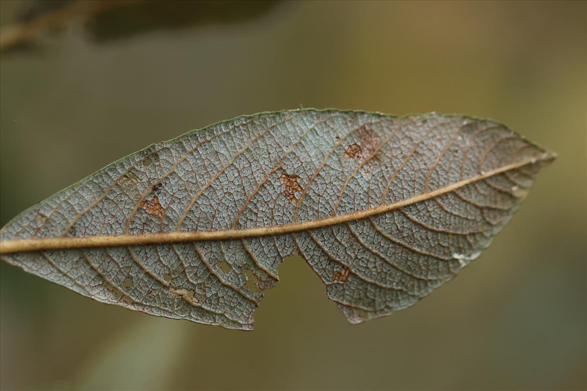 Salix cinerea subsp. oleifolia (door Jaap Oosterom)