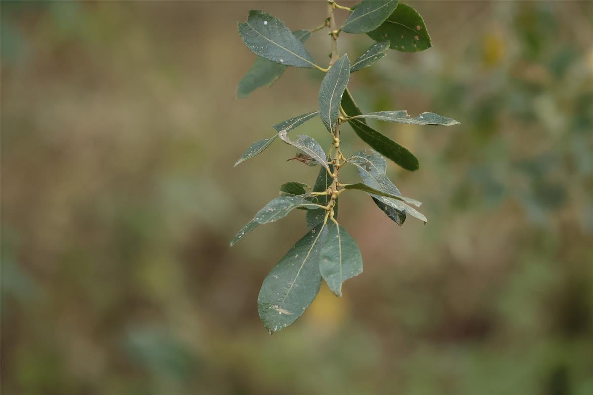 Salix cinerea subsp. oleifolia (door Jaap Oosterom)