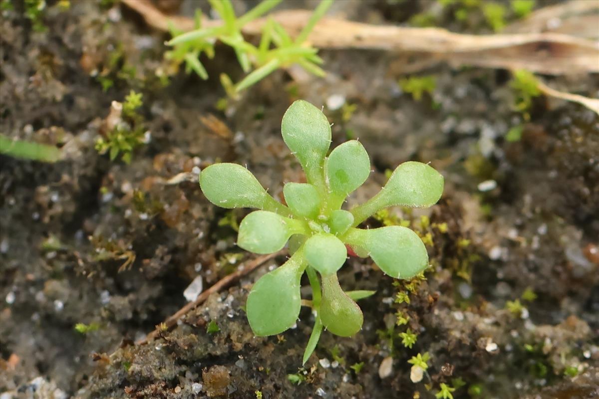 Saxifraga tridactylites (door Jaap Oosterom)