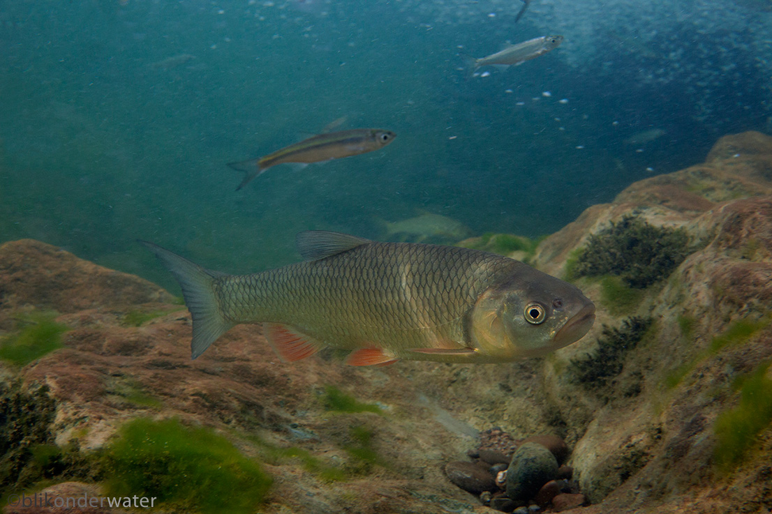 Squalius cephalus (door blikonderwater)