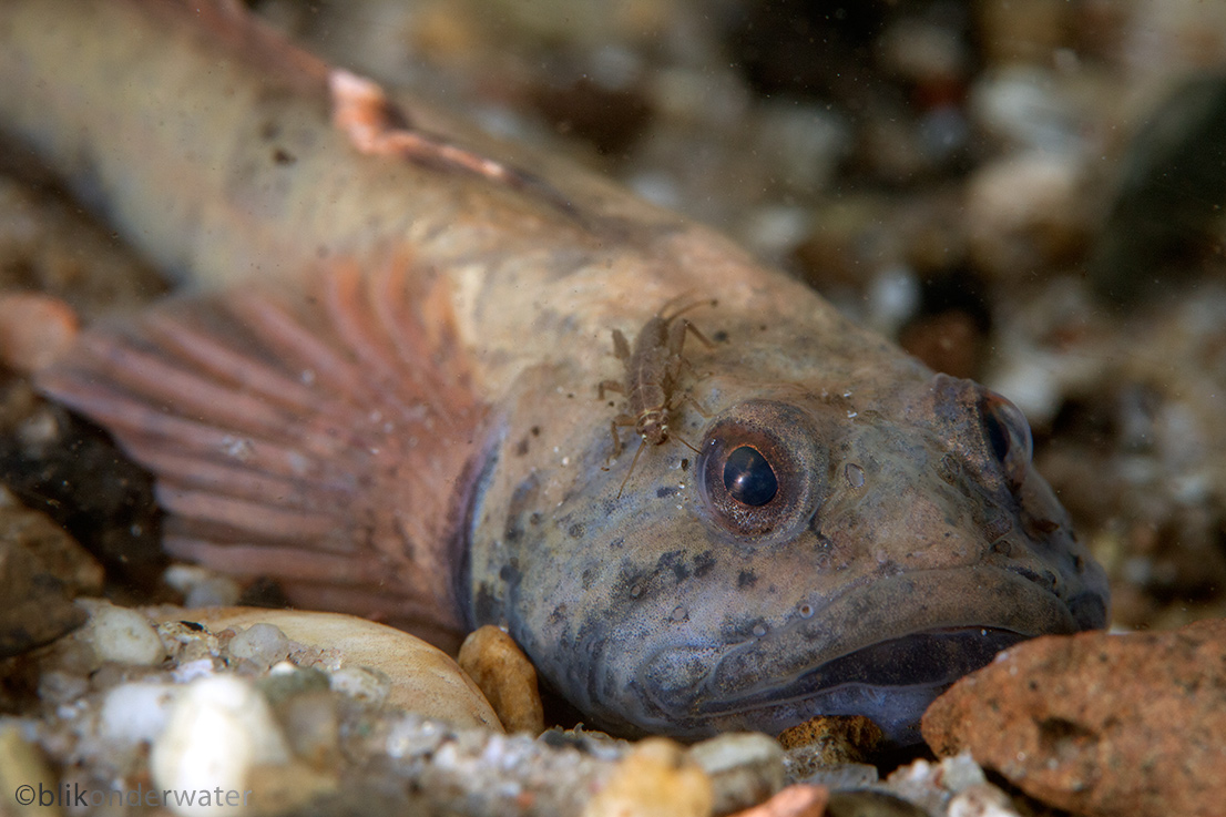 Cottus perifretum (door blikonderwater)