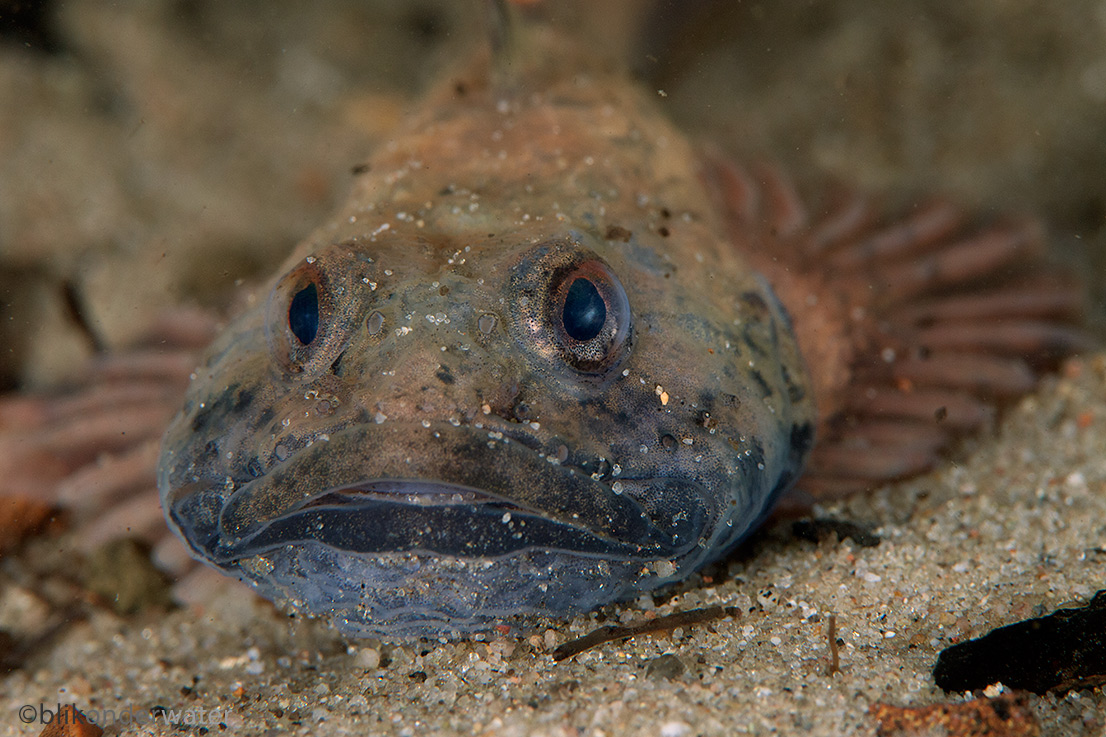 Cottus perifretum (door blikonderwater)