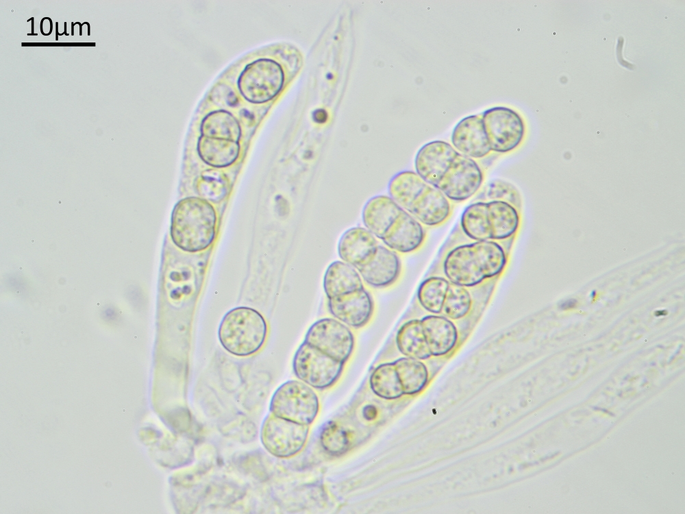 Xenonectriella zimmermannii (door Henk-Jan van der Kolk)