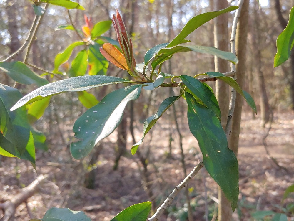 Photinia davidiana (door Peter Wetzels)