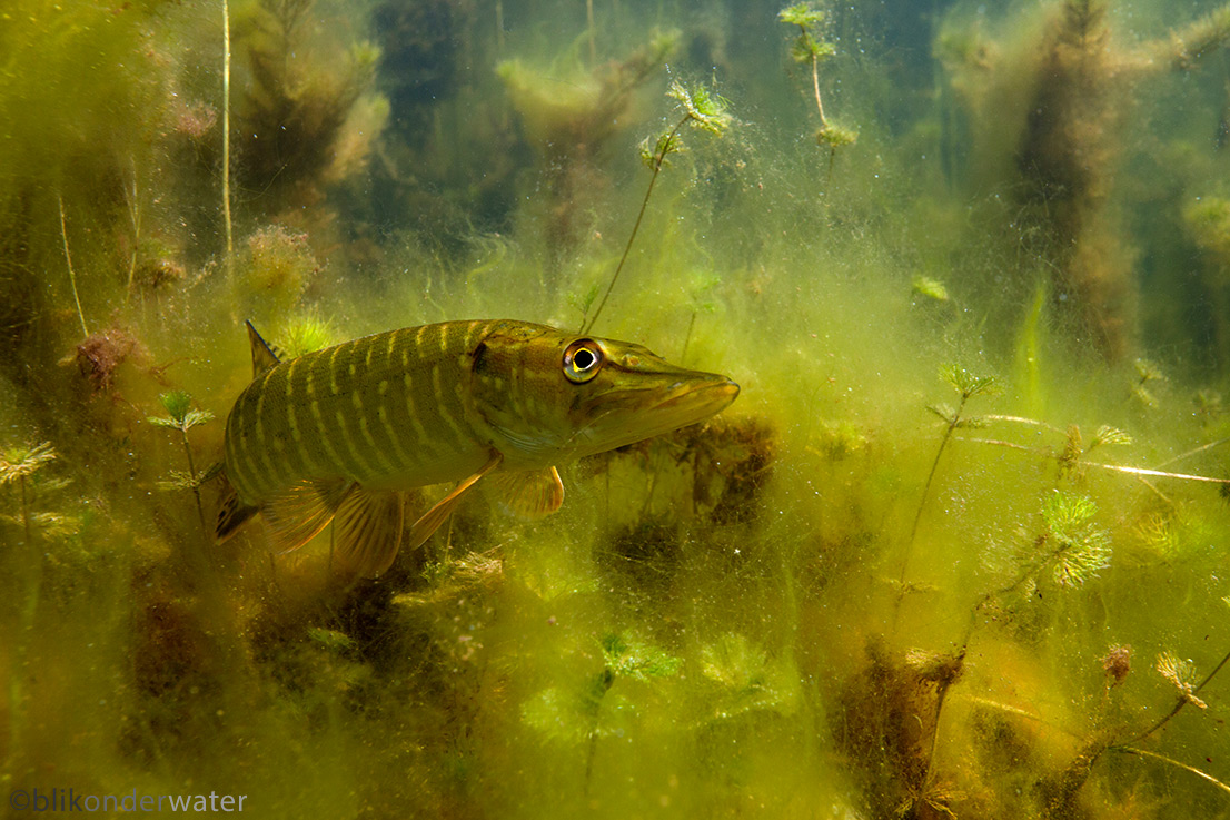 Esox lucius (door blikonderwater)