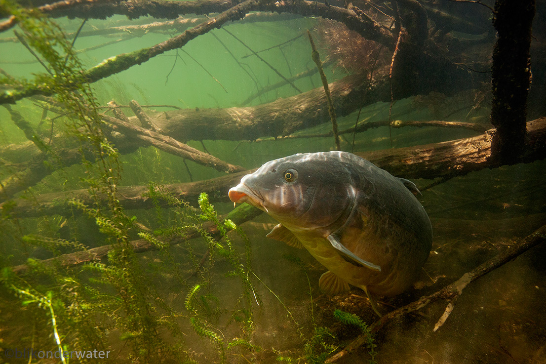 Cyprinus carpio (door blikonderwater)