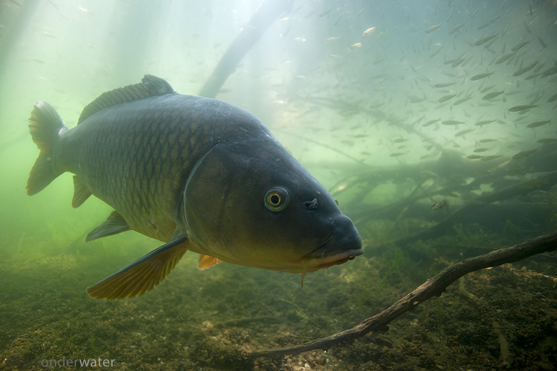 Cyprinus carpio (door blikonderwater)