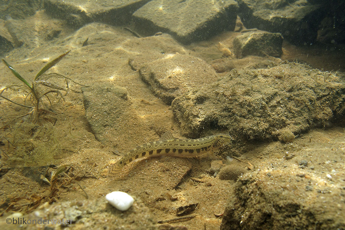 Cobitis taenia (door blikonderwater)