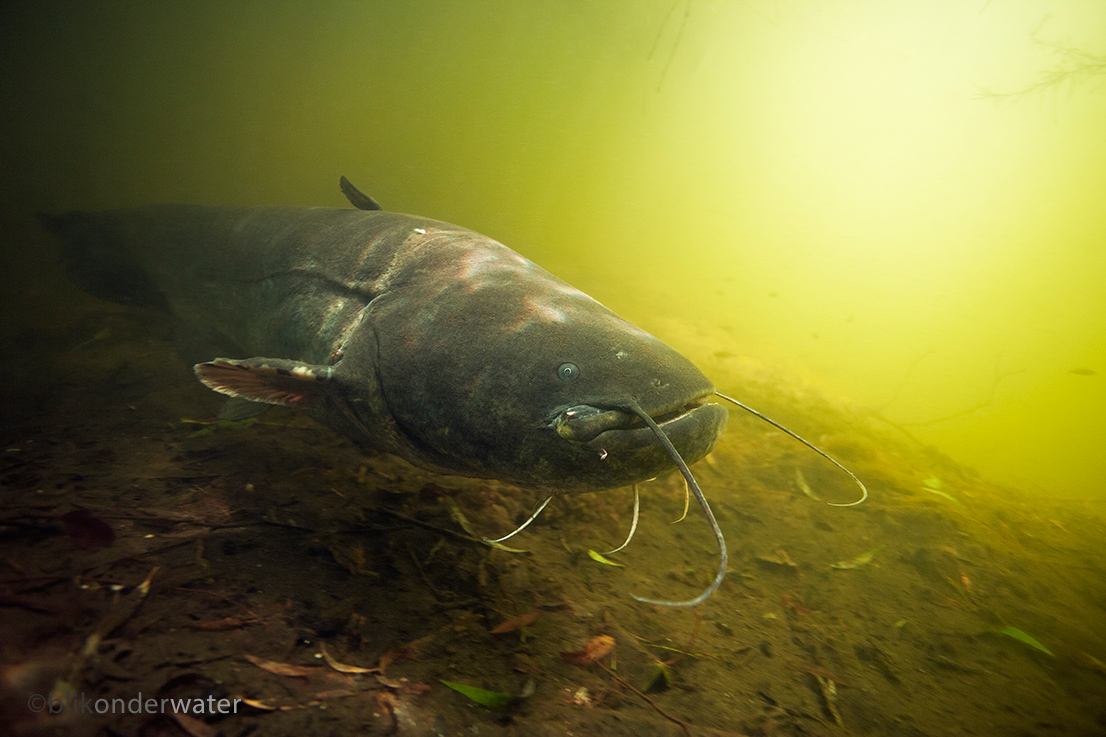 Silurus glanis (door blikonderwater)