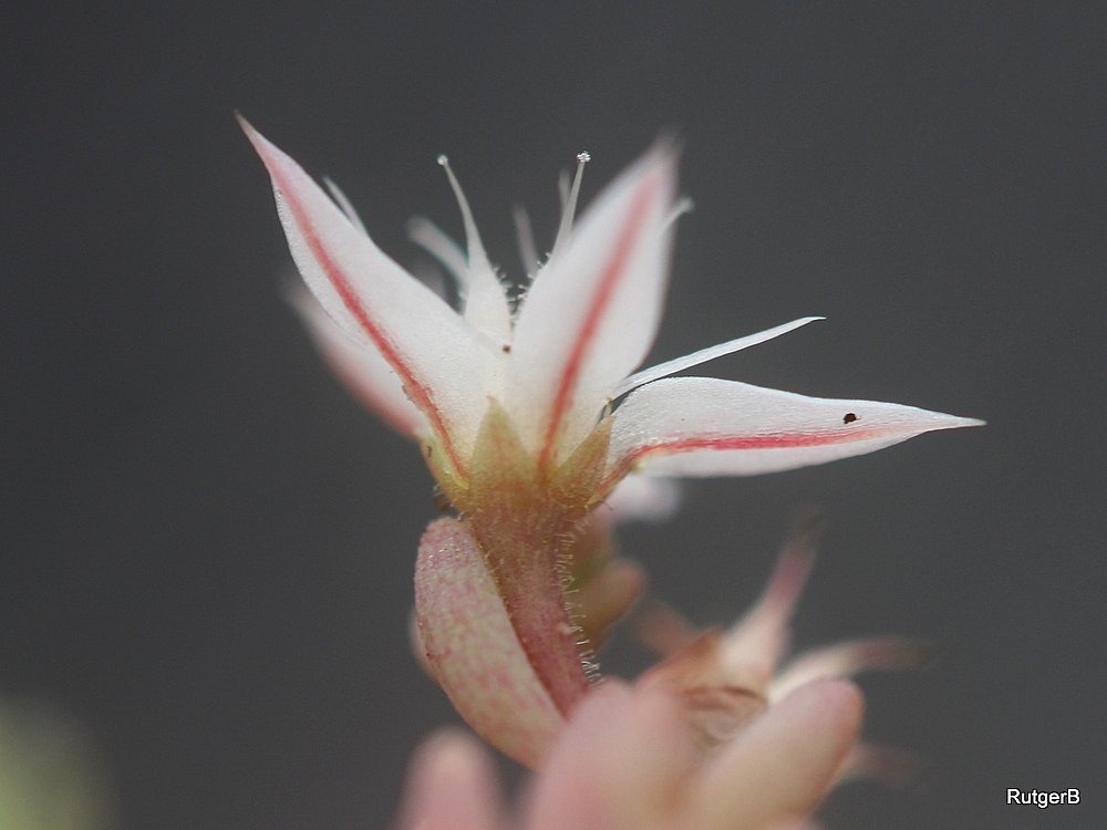 Sedum pallidum (door Rutger Barendse)