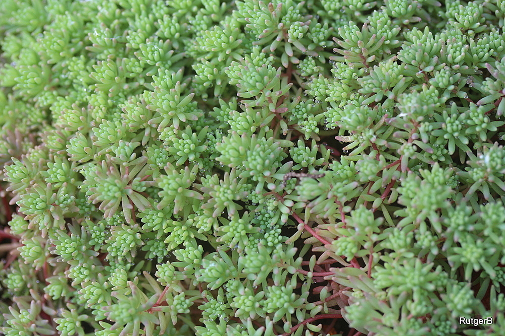 Sedum pallidum (door Rutger Barendse)