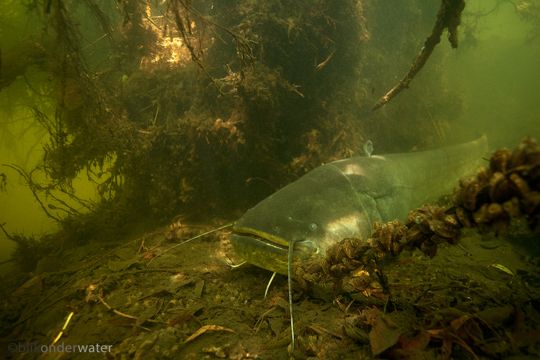 Silurus glanis (door blikonderwater)