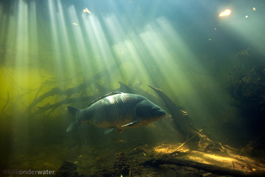 Cyprinus carpio (door blikonderwater)