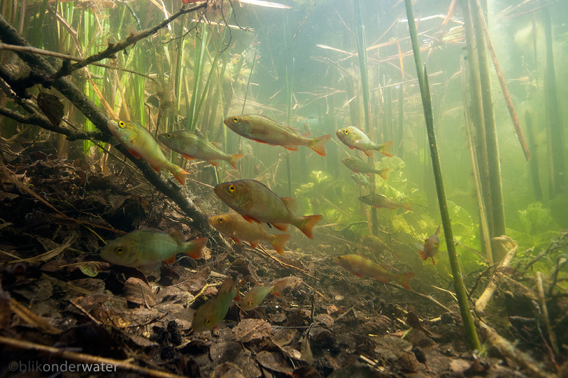 Perca fluviatilis (door blikonderwater)