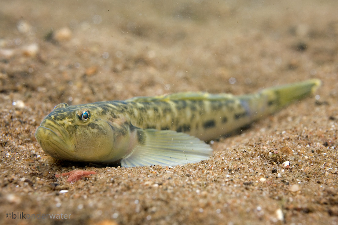 Neogobius fluviatilis (door blikonderwater)