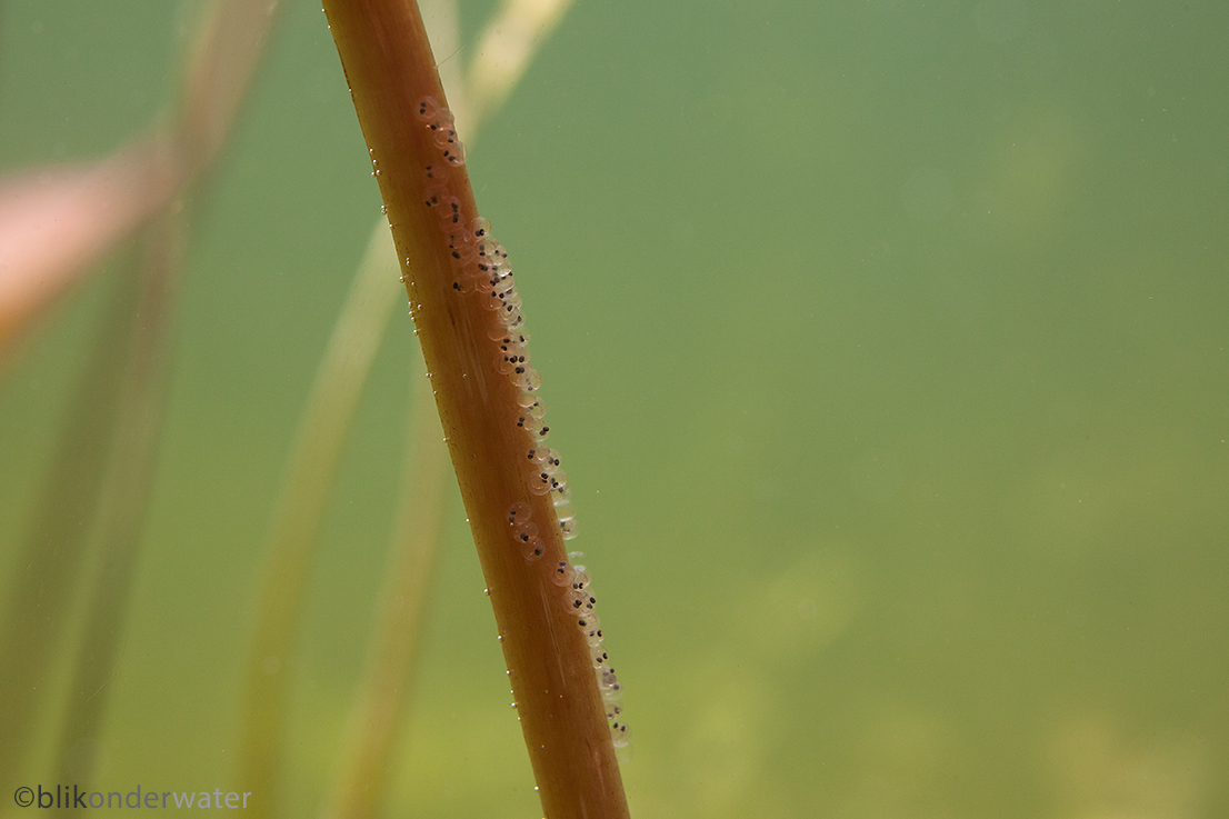 Leucaspius delineatus (door blikonderwater)