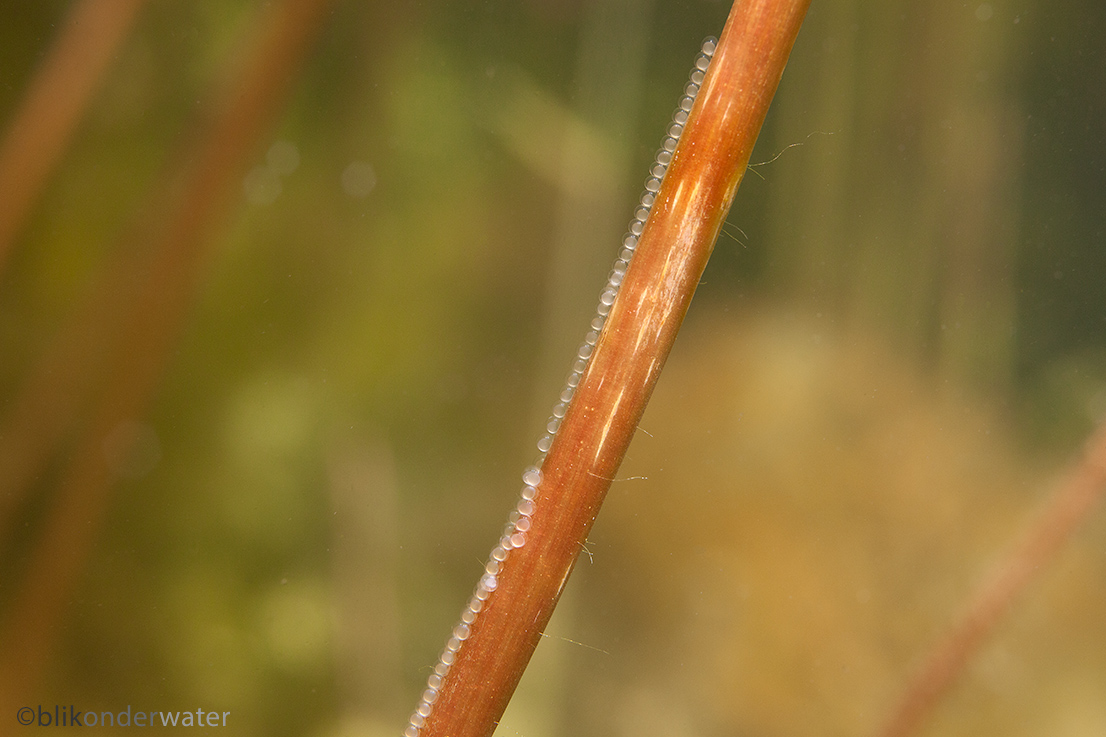 Leucaspius delineatus (door blikonderwater)