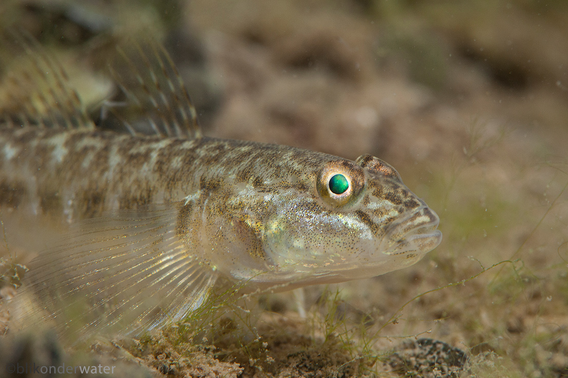 Neogobius fluviatilis (door blikonderwater)