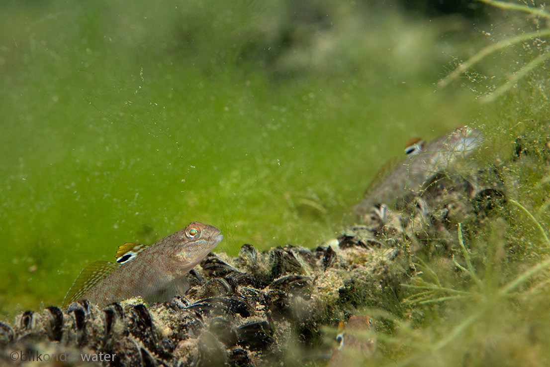 Neogobius melanostomus (door blikonderwater)