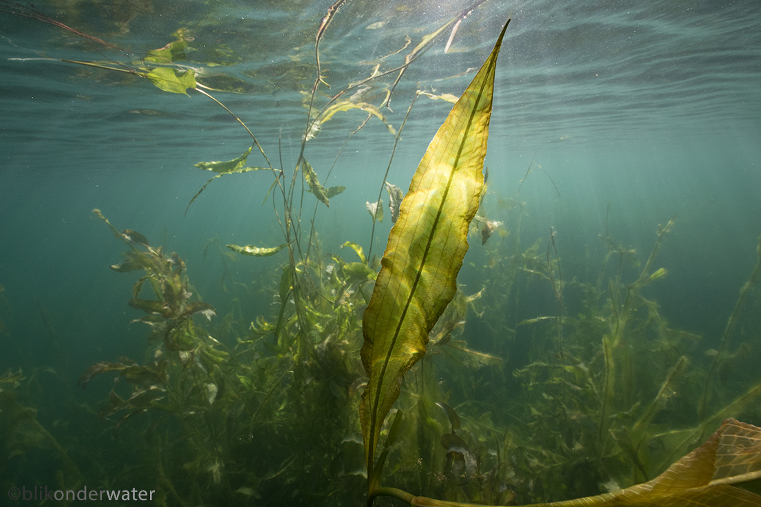 Potamogeton lucens (door blikonderwater)