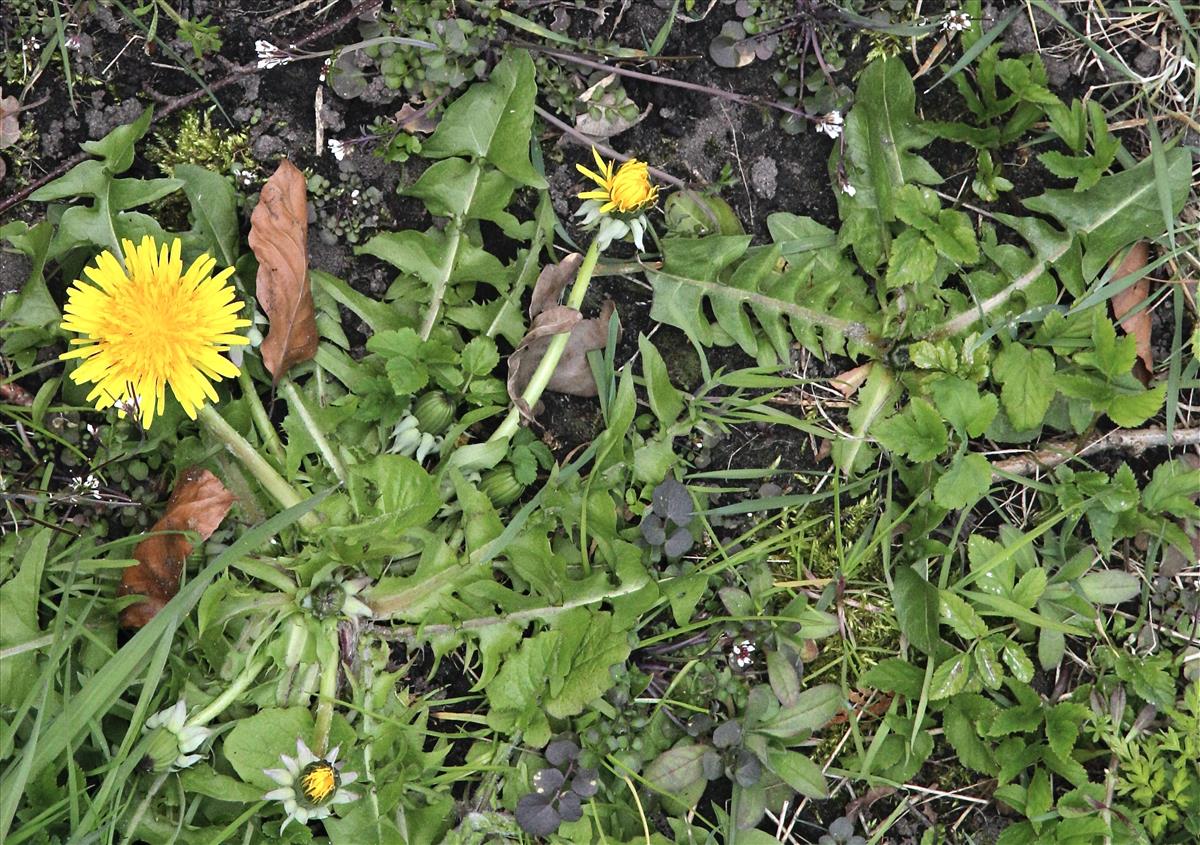 Taraxacum undulatum (door Jelle Hofstra)