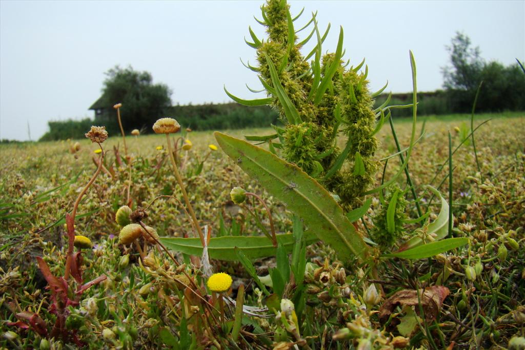 Rumex maritimus (door Joop Verburg)