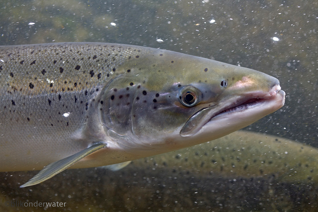 Salmo salar (door blikonderwater)