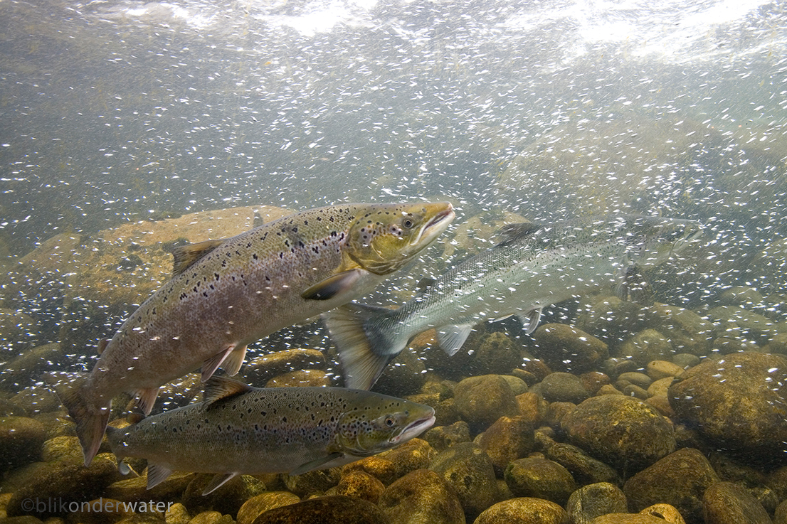 Salmo salar (door blikonderwater)